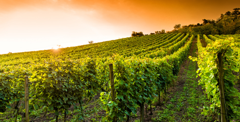 Montespertoli e il vino: la nascita del Chianti Montespertoli